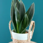 floraison_sansevieria_prasini_a