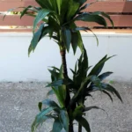 floraison_drakaina_janet_a