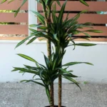 floraison_drakaina_rikki_b
