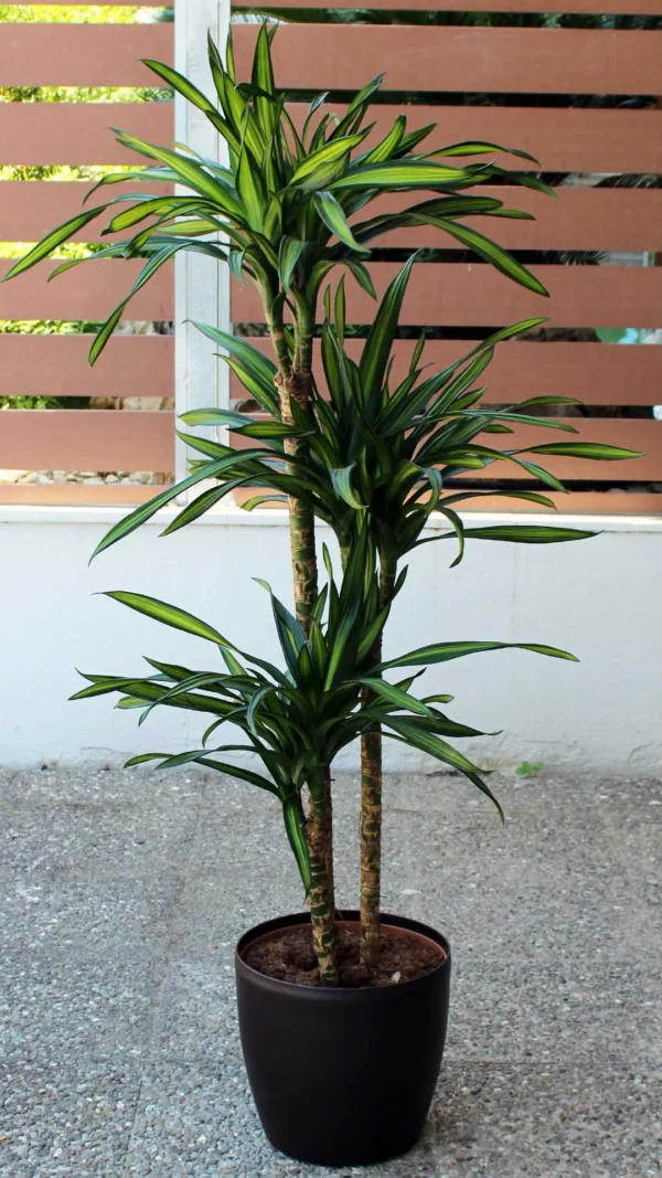 floraison_drakaina_rikki_b