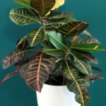 floraison_krotonas_se_leuko_pot_a