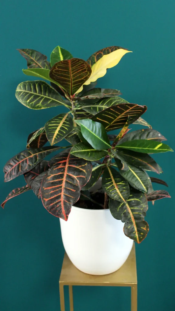 floraison_krotonas_se_leuko_pot_a