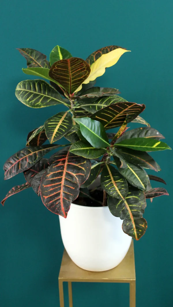 floraison_krotonas_se_leuko_pot_a