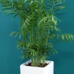 floraison_xamaidorea_se_leuko_pot_a