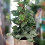 Floraison_pothos_silver_satin_me_kormo