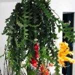 Floraison_kremasto_psarokokkalo_a