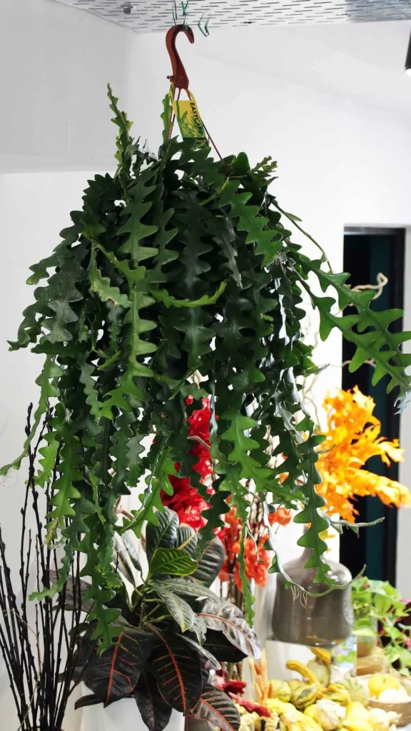 Floraison_kremasto_psarokokkalo_a