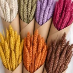 Floraison_staxia_profile
