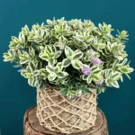 Floraison_veronika_se_kalathi_a