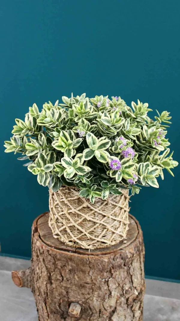 Floraison_veronika_se_kalathi_a