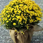 Floraison_xrisanthemo_kitrino_se_linatsa_a