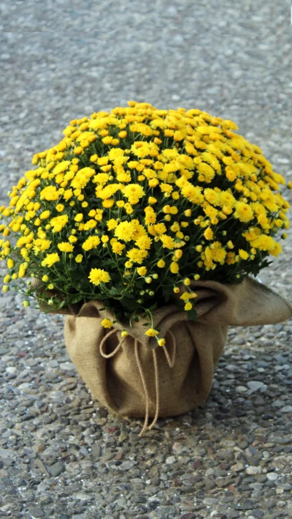 Floraison_xrisanthemo_kitrino_se_linatsa_a