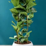 Floraison_fikos_lirata_se_fiber_pot_a