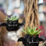 Floraison_halloween_nixterida_a