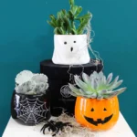 Floraison_halloween_succulents_a