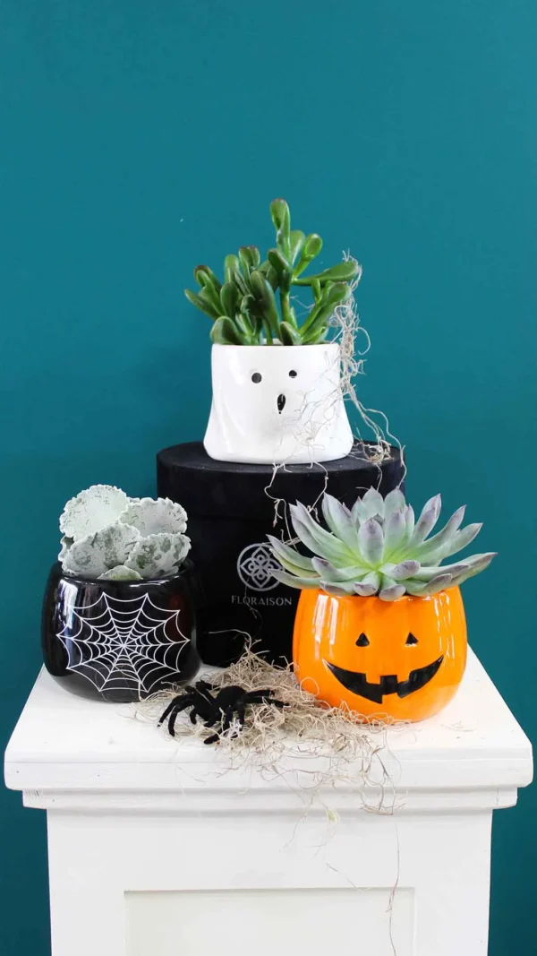 Floraison_halloween_succulents_a