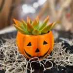 Floraison_jackolantern_succulent_a