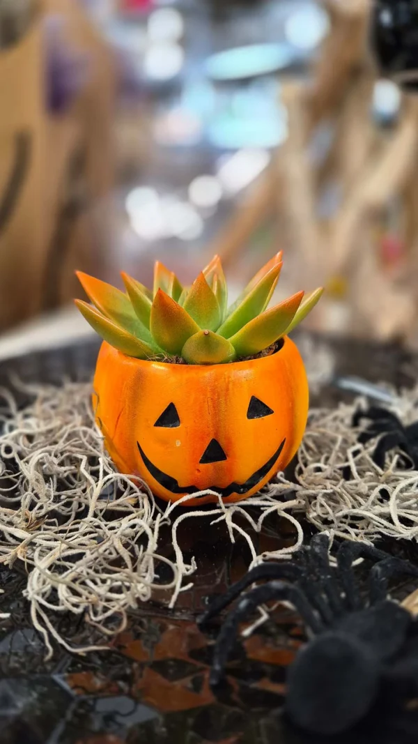 Floraison_jackolantern_succulent_a