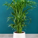 Floraison_kentia_se_krem_kaspo_a