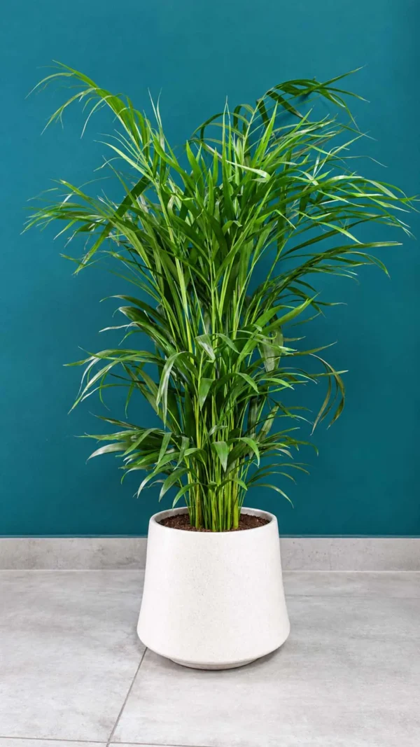Floraison_kentia_se_krem_kaspo_a