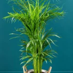 Floraison_kentia_se_psathino_kalathi_a