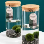 Floraison_marimo_a