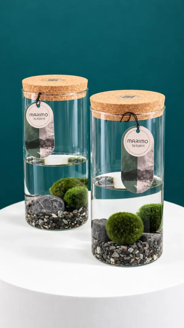 Floraison_marimo_a