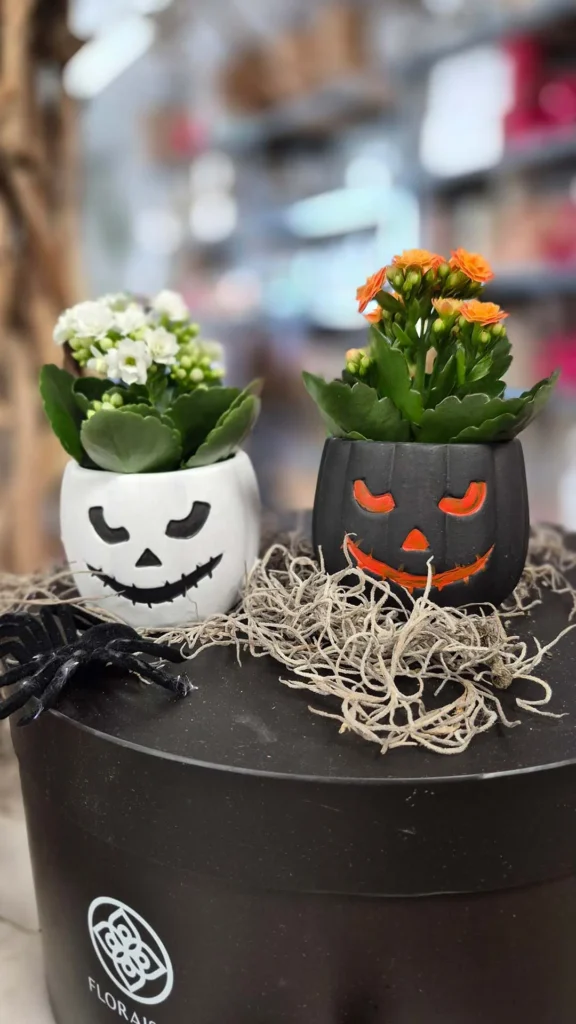 Floraison_mini_kalagxoi_halloween_a